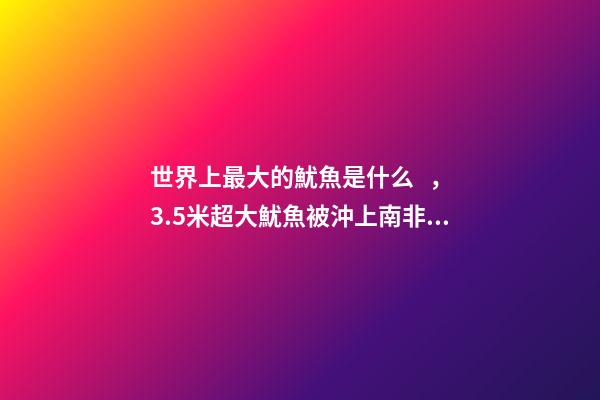 世界上最大的魷魚是什么，3.5米超大魷魚被沖上南非海灘嚇跑游客!深海